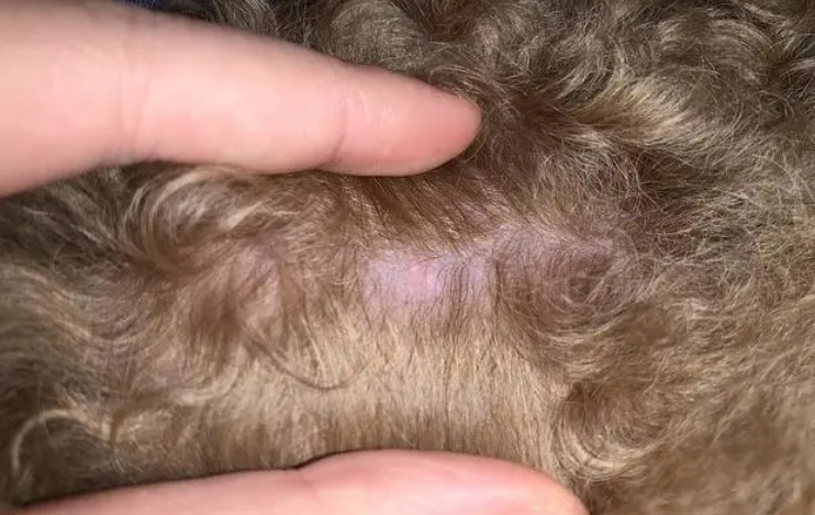 狗狗毛囊炎有什么症状图片