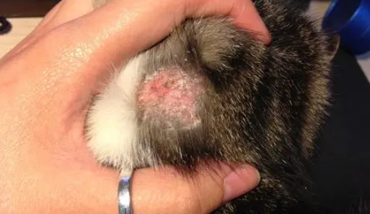 猫癣好了后毛能恢复以前吗 猫癣好了后毛能恢复以前吗