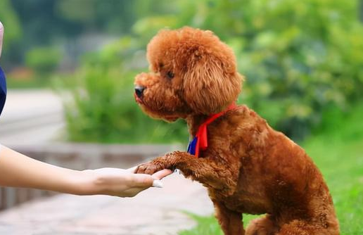 军犬会用枪吗 军犬会用枪吗