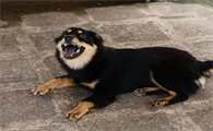 四眼狗是中型犬吗