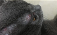 猫癣永远治不好吗
