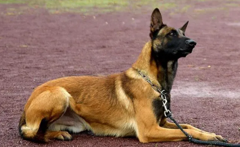 部队军犬都是什么狗