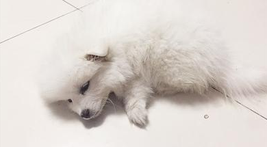 星期狗有必要治疗吗
