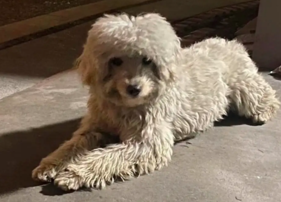 比熊犬被遗弃后一直在楼下等待,主人一口食物水都不送 比熊犬被遗弃后一直在楼下等待,主人一口食物水都不送