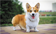 柯基犬为什么掉毛严重