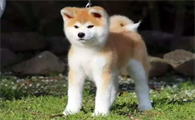 日本本土犬种狗叫什么