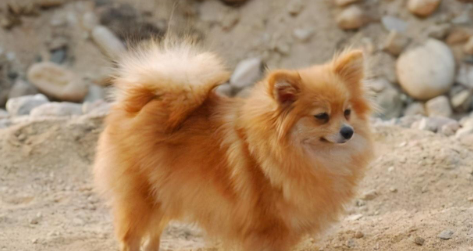 像狐狸一样的狗