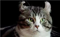 42种猫的图片