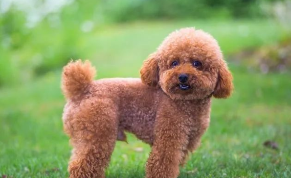 泰迪犬哪个颜色最贵？揭秘泰迪犬颜色价格之谜：哪种颜色身价最高？专家解析市场趋势，让你选对不花冤枉钱！
