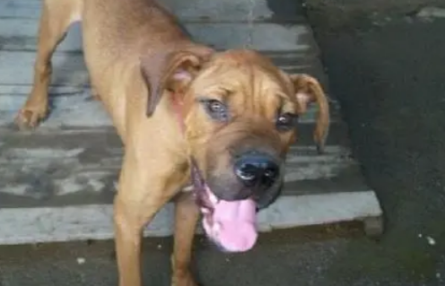 士佐犬几个月开口最好