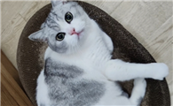 猫跳蚤满屋子都是怎么消灭