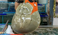 鲎的寿命最多少长