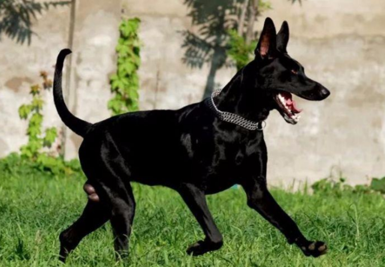 黑狼犬一般家庭能养起吗