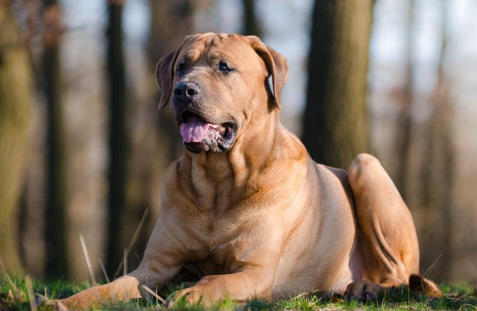 士佐犬的饲养方法 士佐犬的饲养方法
