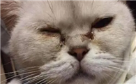 15天小猫眼睛分泌物多粘连