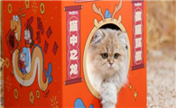传递科学营养理念,红狗携动画IP龙爸推出联名礼盒产品(文末附彩蛋)