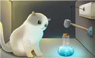 薛定谔的猫一般用来比喻什么