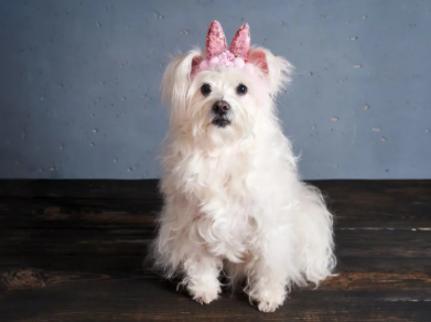 马尔济斯犬一般多少钱一只 马尔济斯犬一般多少钱一只