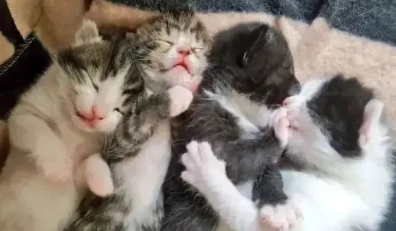 网友翻柜子时,竟翻出一大窝陌生的猫咪,问题是:我没养猫啊! 网友翻柜子时,竟翻出一大窝陌生的猫咪,问题是:我没养猫啊!