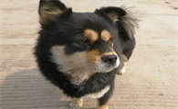 四眼犬能长多大