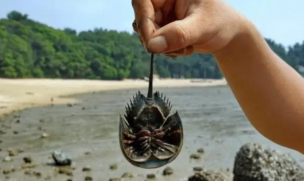 鲎的血液中的血红蛋白