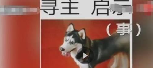 宠物狗走丢变成流浪狗,满世界找主人,路人坐等两小时后做了决定 宠物狗走丢变成流浪狗,满世界找主人,路人坐等两小时后做了决定