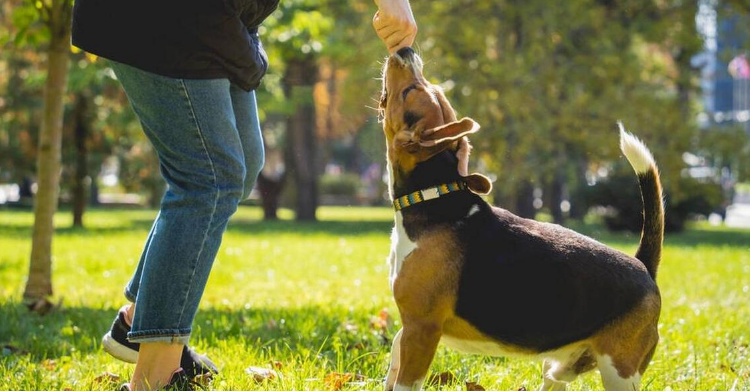 如何成为牵犬师 如何成为牵犬师