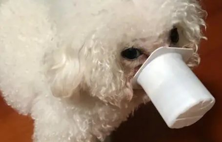 狗可以吃酸奶吗