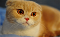盘点四种最难养的猫，新手一定要避开