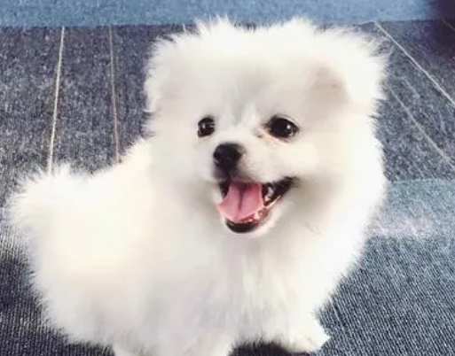 狗剩媳妇黄金洞