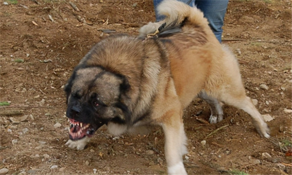 高加索犬和坎高犬哪个厉害 高加索犬和坎高犬哪个厉害
