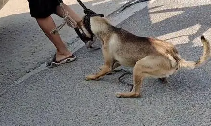 狗怎样才能被牵着链子在地上爬