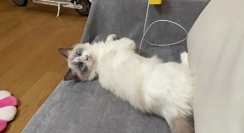 猫界最“怂”的6种猫,胆子比老鼠还小,中看不中用 猫界最“怂”的6种猫,胆子比老鼠还小,中看不中用