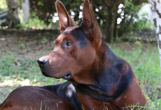 莱州红犬对主人忠诚吗