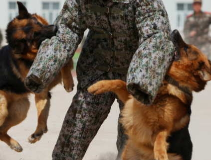 训犬师国家资格证怎么考