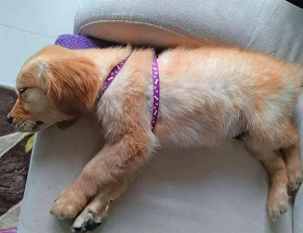 狗狗细小第几天最严重 狗狗细小第几天最严重
