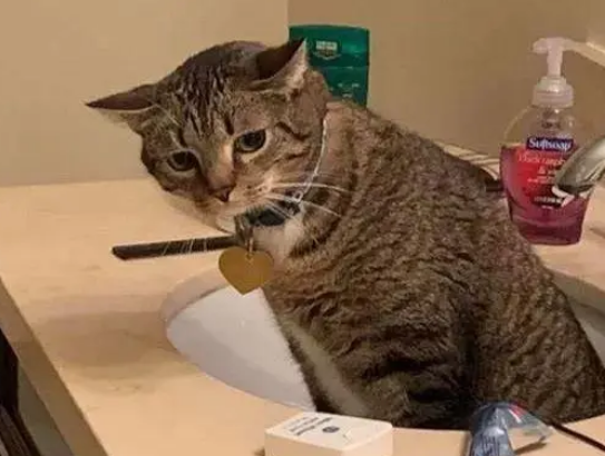 主人帮救助站暂时照顾流浪狗,猫咪醋意大发,躲进洗手间暗自伤神 主人帮救助站暂时照顾流浪狗,猫咪醋意大发,躲进洗手间暗自伤神