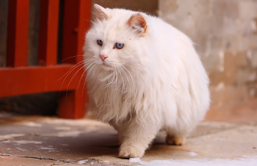 故宫十大御猫 故宫狮子猫