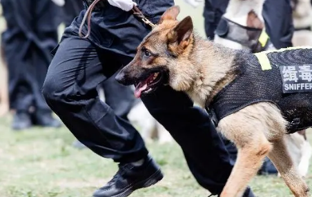 缉毒犬怎么读