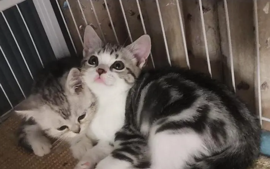 猫死几个小时身体硬 猫死几个小时身体硬
