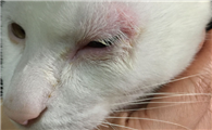 猫眼皮上方红肿怎么回事
