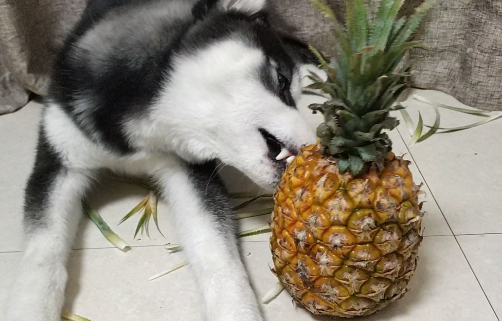 狗可以吃菠萝吗 狗可以吃菠萝吗