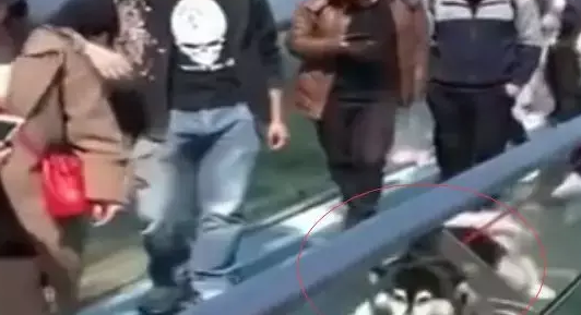 主人带哈士奇走玻璃桥,二哈直接被吓瘫,路人纷纷笑到肚子疼 主人带哈士奇走玻璃桥,二哈直接被吓瘫,路人纷纷笑到肚子疼