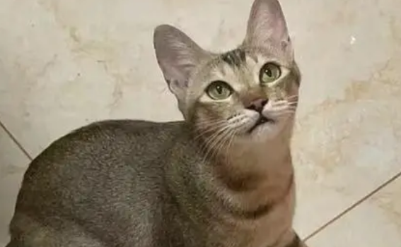 雀猫和狸花猫的区别图片-宠物网