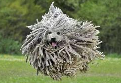 印度大型国犬是什么 印度大型国犬是什么