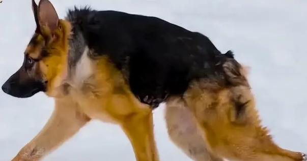 卡西莫多犬是病还是品种 卡西莫多犬是病还是品种