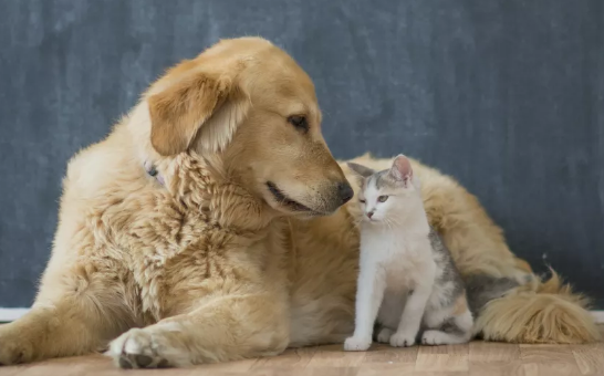 狗看到猫为什么要叫 狗看到猫为什么要叫