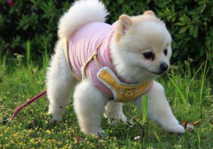 狗狗心脏肥大吃什么药最好