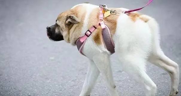 卡西莫多犬怎么回事 卡西莫多犬怎么回事