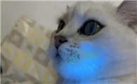 猫癣好了为啥还有荧光绿毛